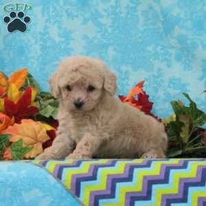 Pistachio, Bich-Poo Puppy